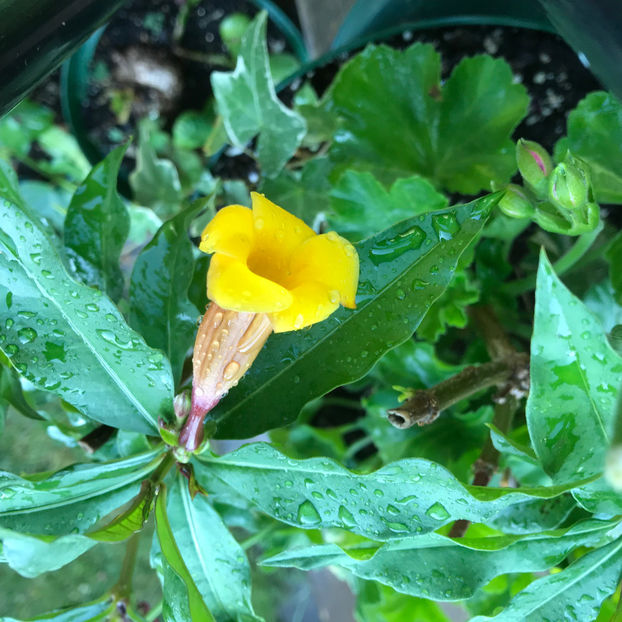  - Jurnalul gradinii 2019