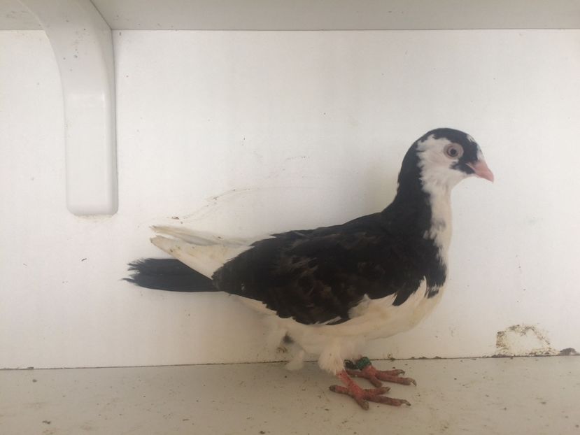 757319 - 2-lot zbor galateni 2019