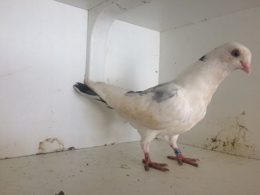 10818 - 2-lot zbor galateni 2019