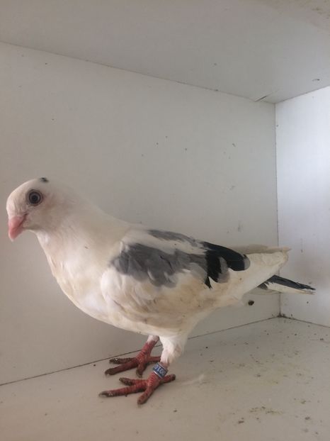  - 2-lot zbor galateni 2019