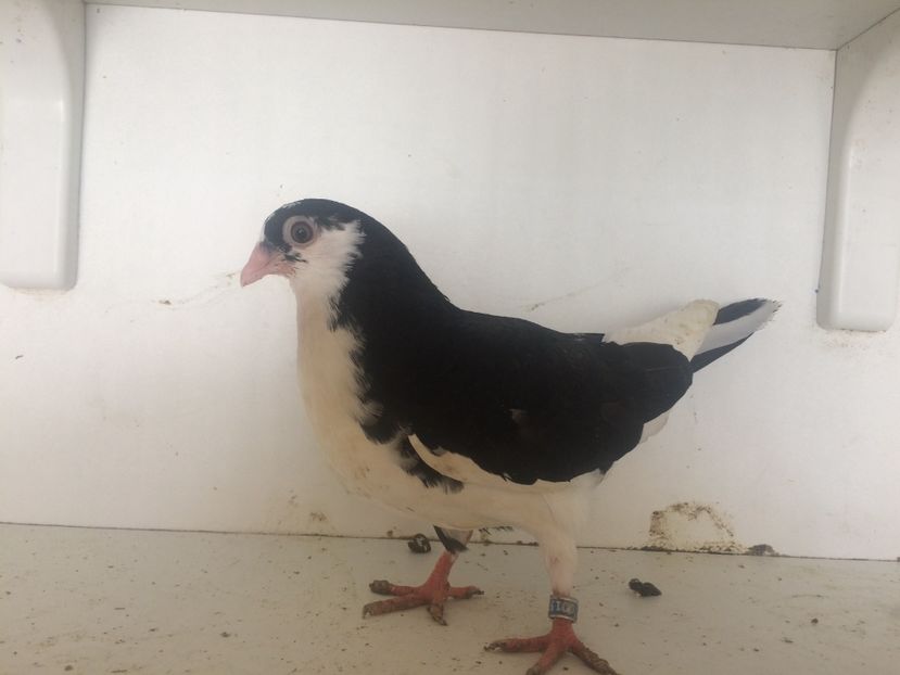 15918 - 2-lot zbor galateni 2019