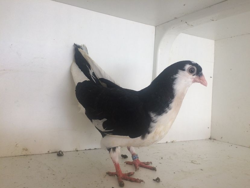  - 2-lot zbor galateni 2019