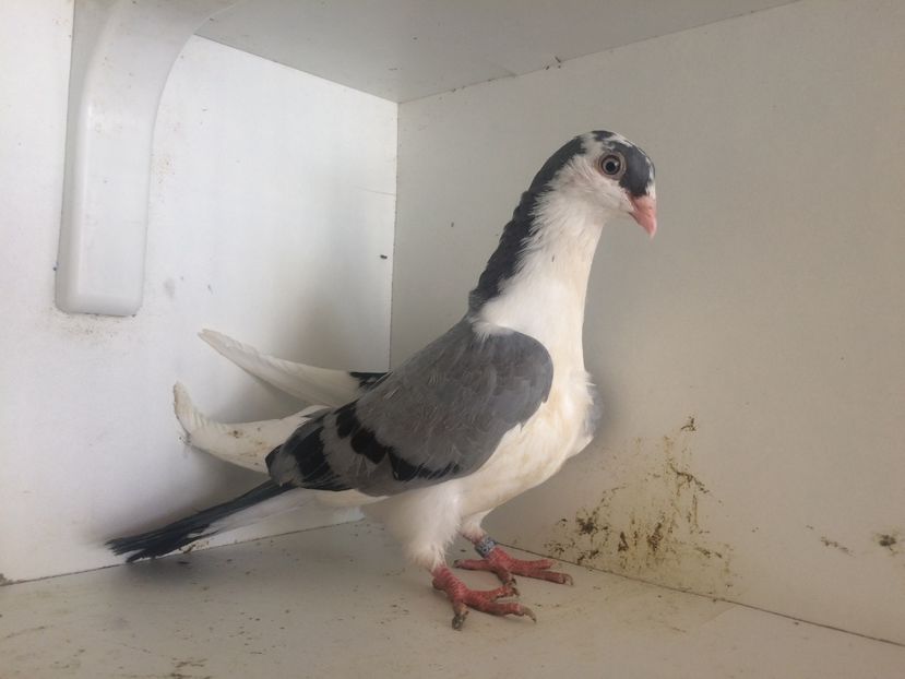 8818 - 2-lot zbor galateni 2019