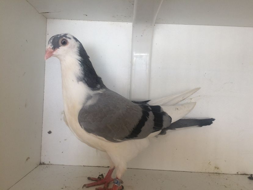  - 2-lot zbor galateni 2019