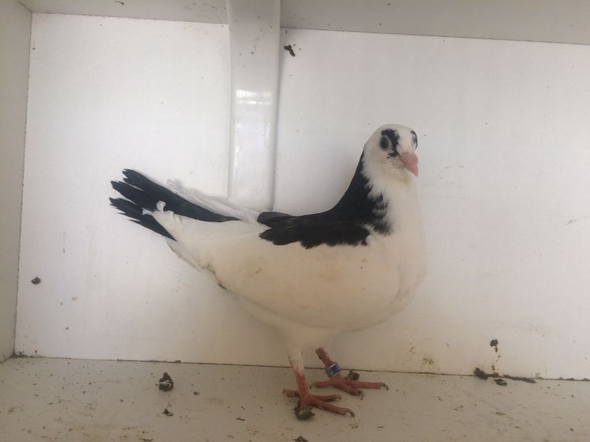 17318 - 2-lot zbor galateni 2019