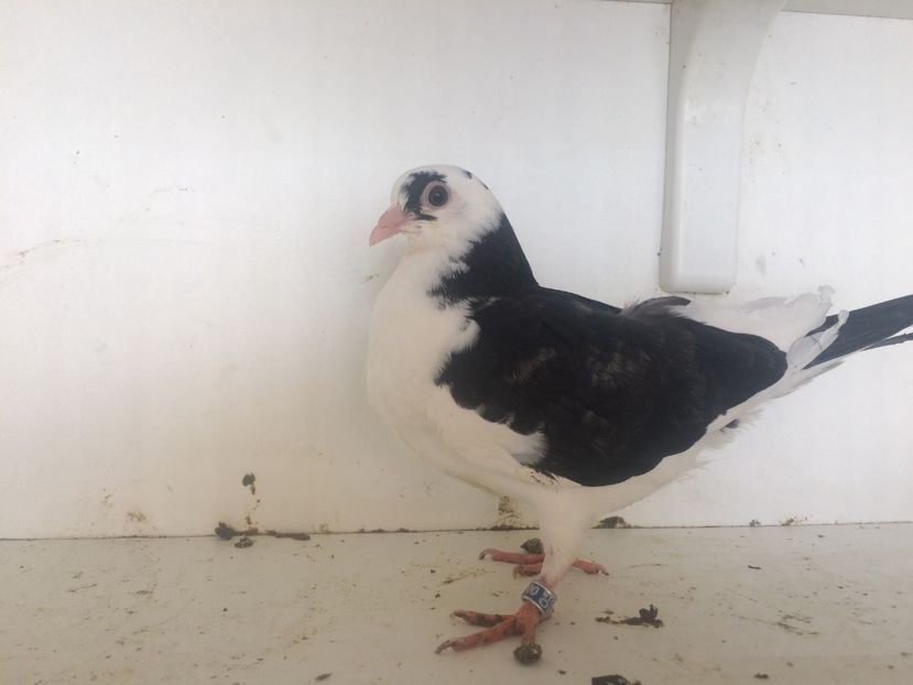  - 2-lot zbor galateni 2019