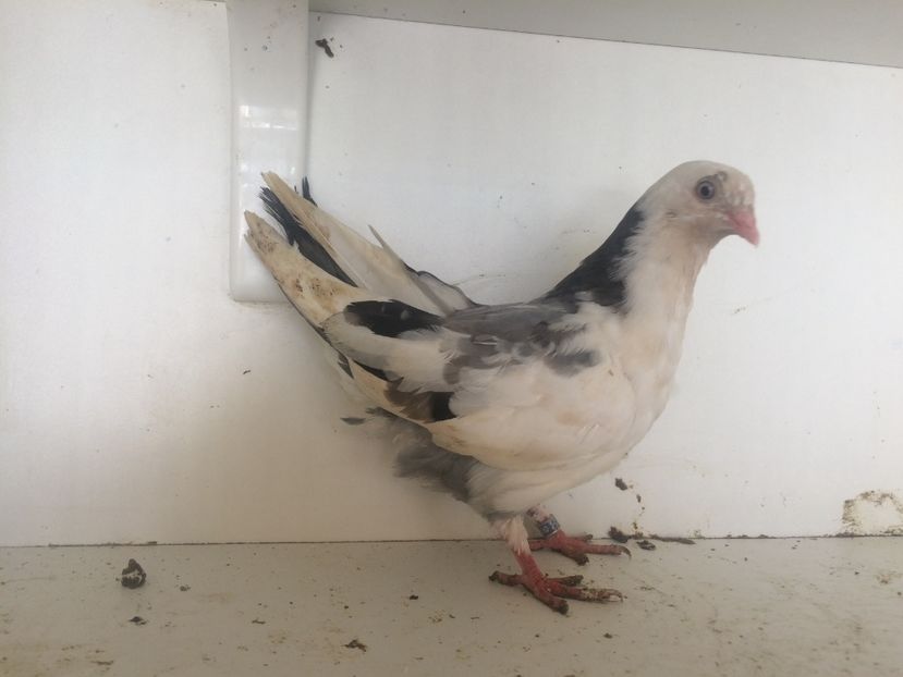  - 2-lot zbor galateni 2019