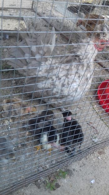  - Pui de găină pitica 2019