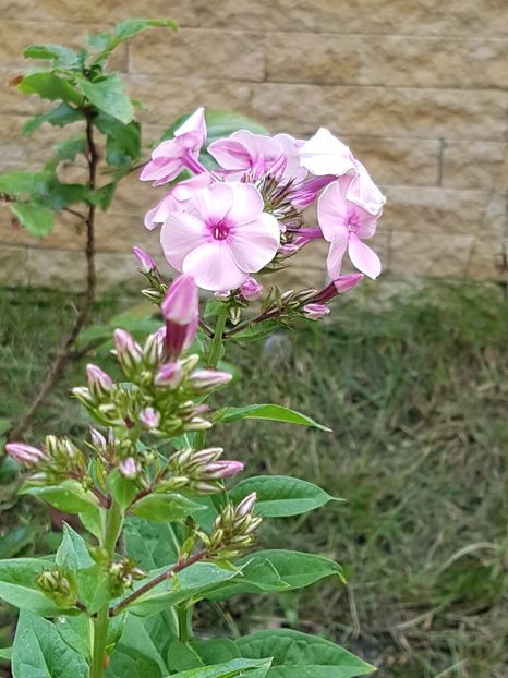 Phlox paniculata roz deschis - Iulie 2019