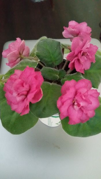 Ek Indian Summer - Violete 2019