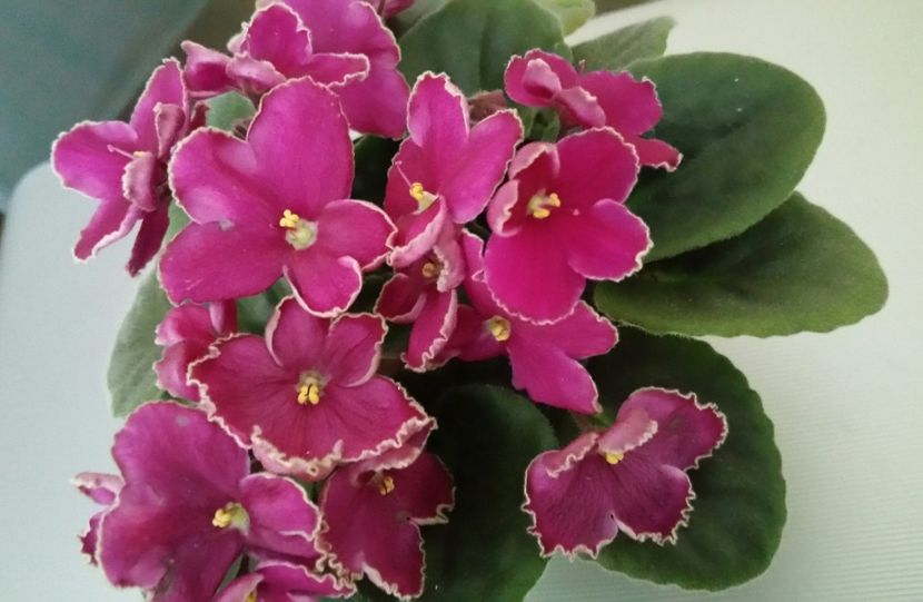 20190720_100155-1 - Violete 2019