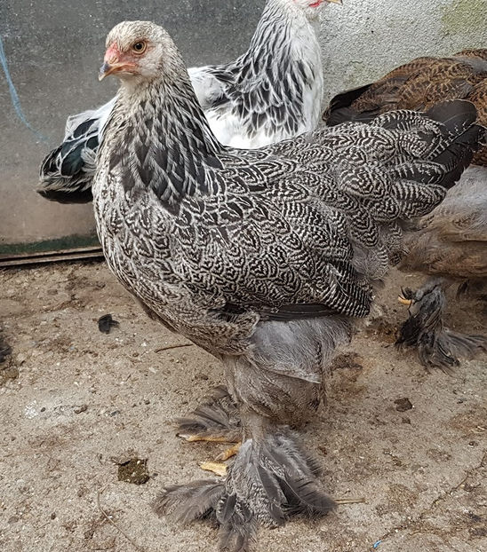  - a__Pui si tineret brahma 2019