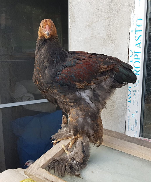  - a__Pui si tineret brahma 2019
