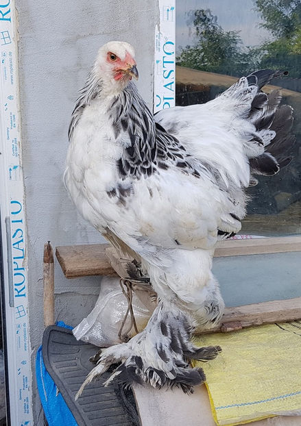  - a__Pui si tineret brahma 2019