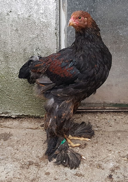  - a__Pui si tineret brahma 2019