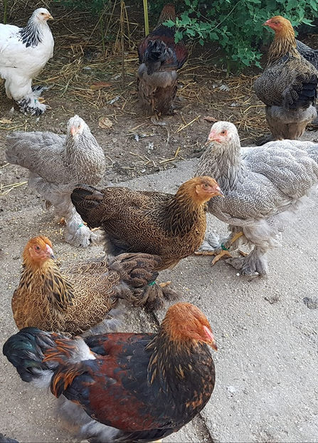  - a__Pui si tineret brahma 2019