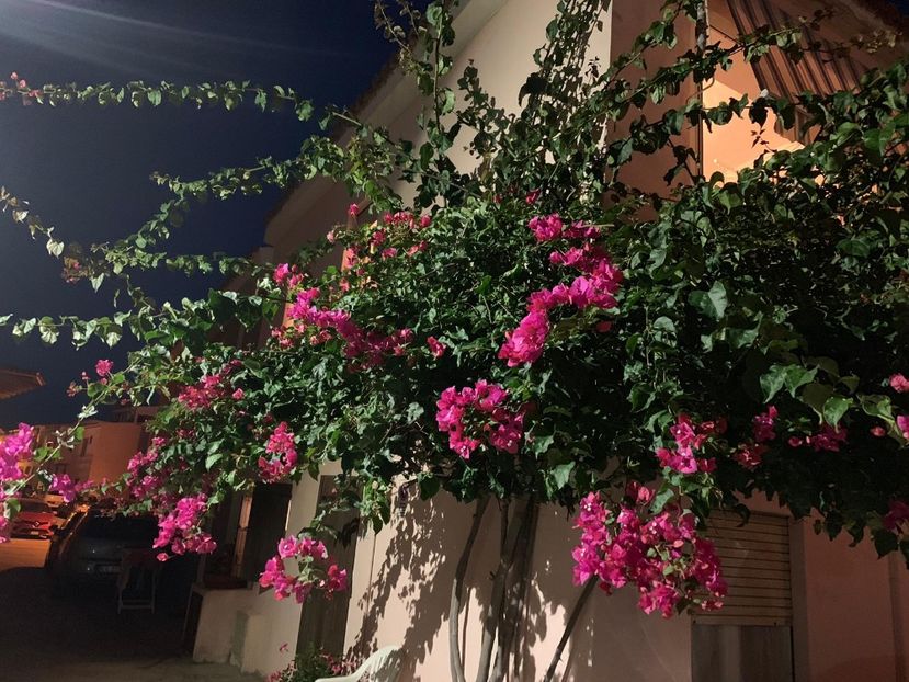 IMG-20190719-WA0000 - Bougainvillea