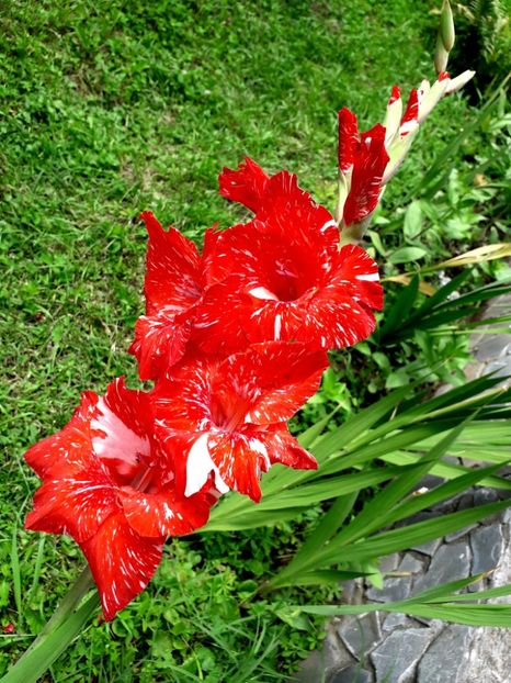  - AAAA_GLADIOLE 2015_2017_2018_2019