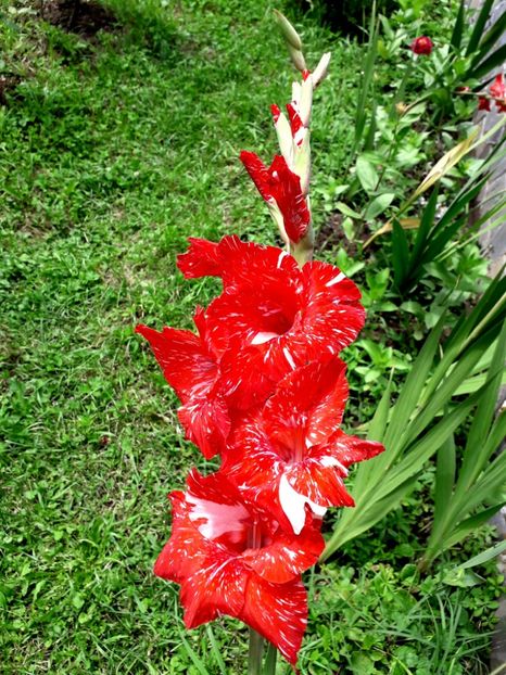  - AAAA_GLADIOLE 2015_2017_2018_2019