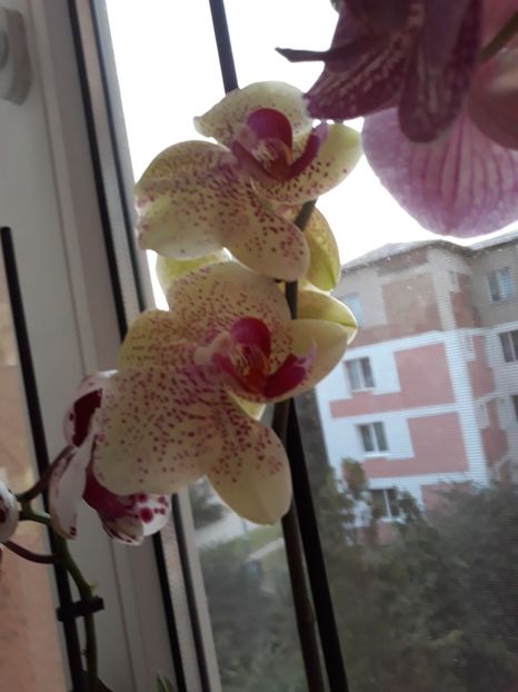  - Frumoasele mele orhidee