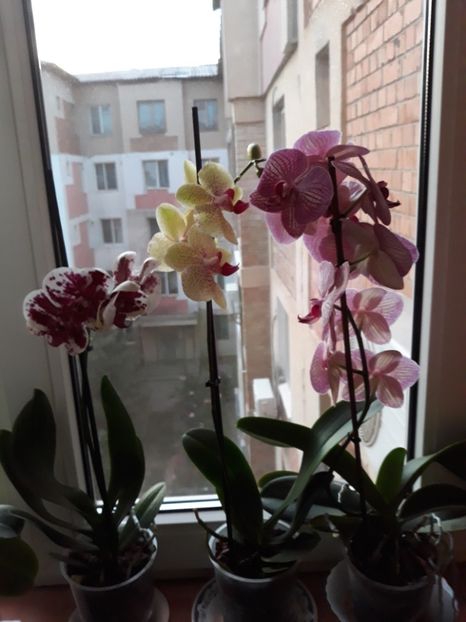  - Frumoasele mele orhidee