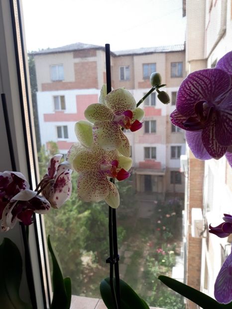  - Frumoasele mele orhidee