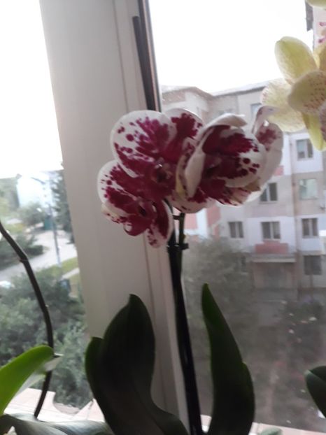  - Frumoasele mele orhidee