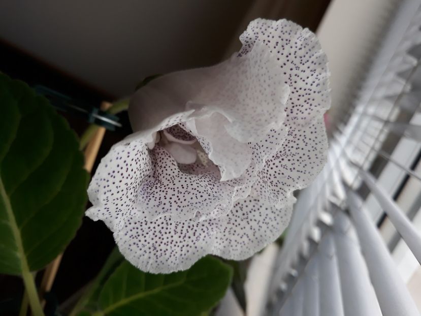  - gloxinii_2019