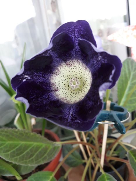  - gloxinii_2019