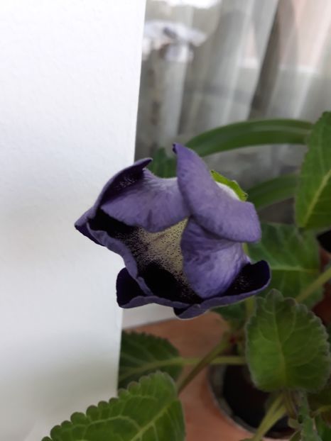  - gloxinii_2019