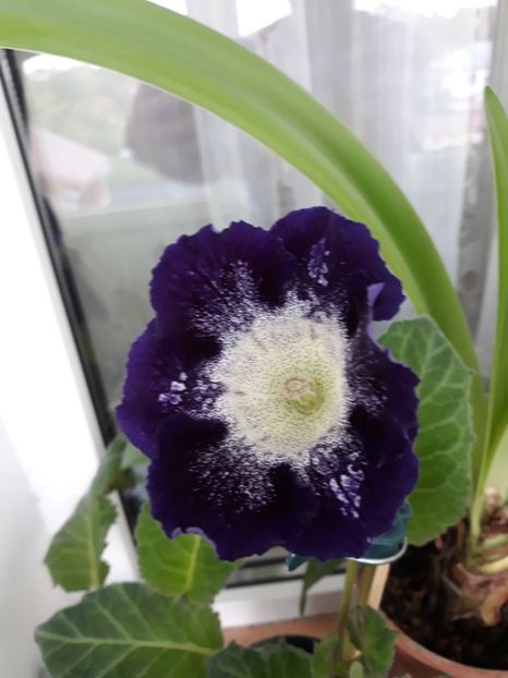  - gloxinii_2019