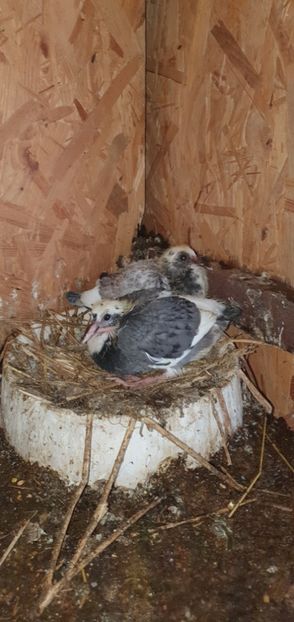  - -Pui porumbei voiajori