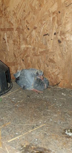  - -Pui porumbei voiajori