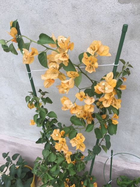  - Bougainvillea 2019