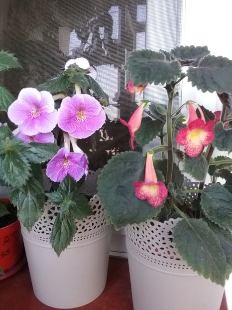  - 2016 achimenes