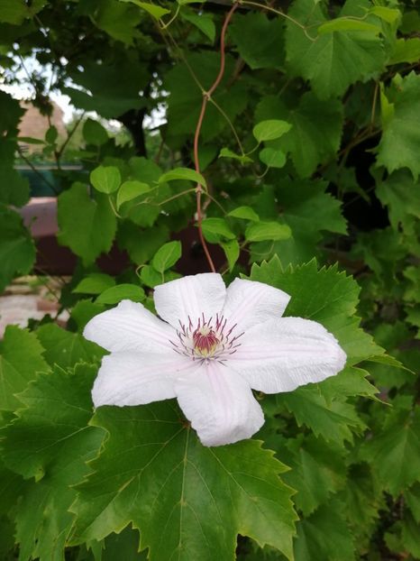  - Clematis