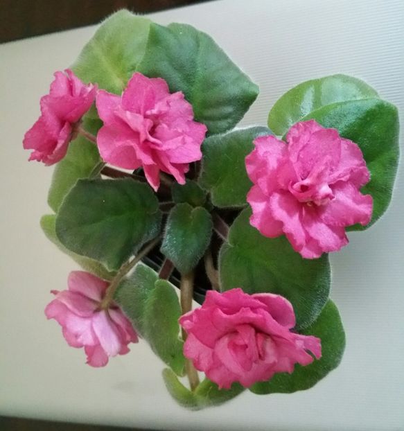 Ek Indian Summer - EK Indian Summer