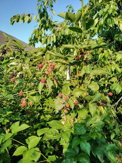 Anul 2 - Mur Ouachita