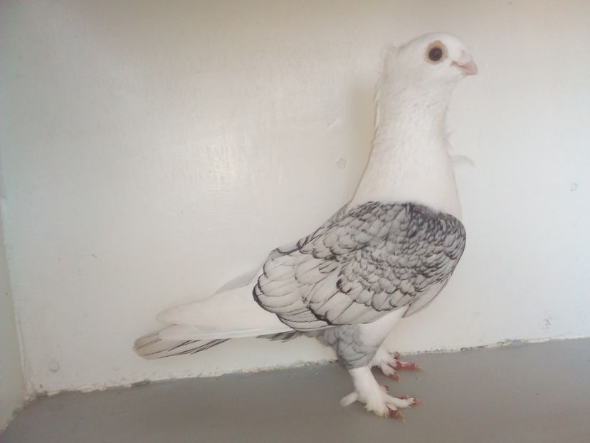  - PORUMBEI CARE MI AU APARTINUT