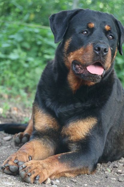 IMG-20190720-WA0104 - Brego