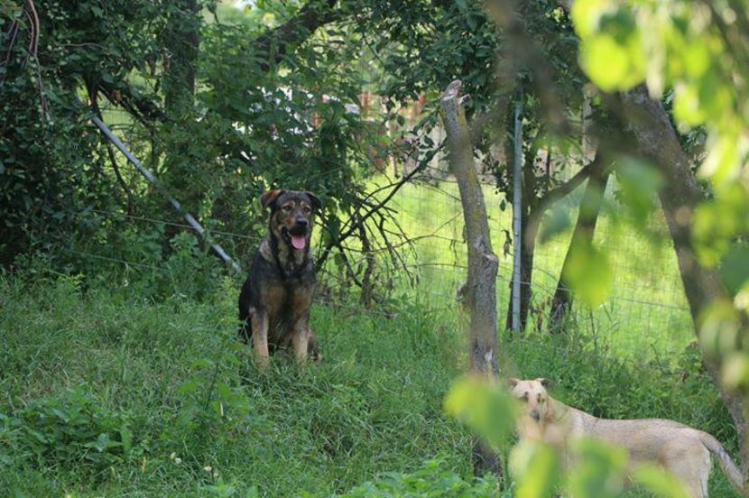 IMG-20190720-WA0099 - Rhaegar