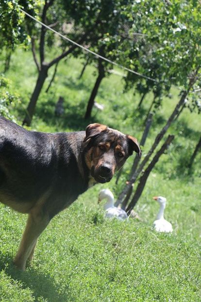 IMG-20190720-WA0083 - Rhaegar