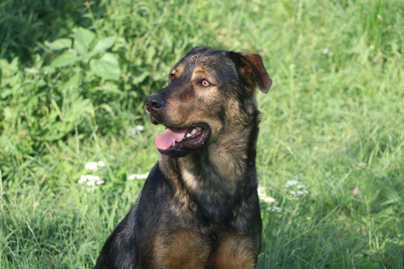 IMG-20190720-WA0071 - Rhaegar