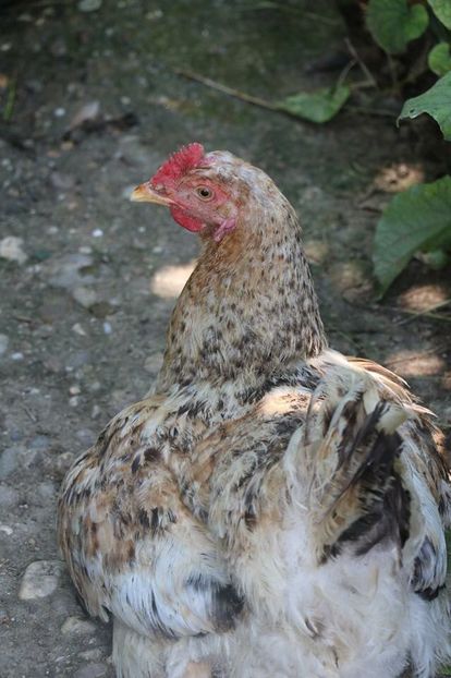 gaina - cotetul si pasarile ce se adapostesc in el