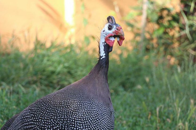 IMG-20190720-WA0072 - cotetul si pasarile ce se adapostesc in el