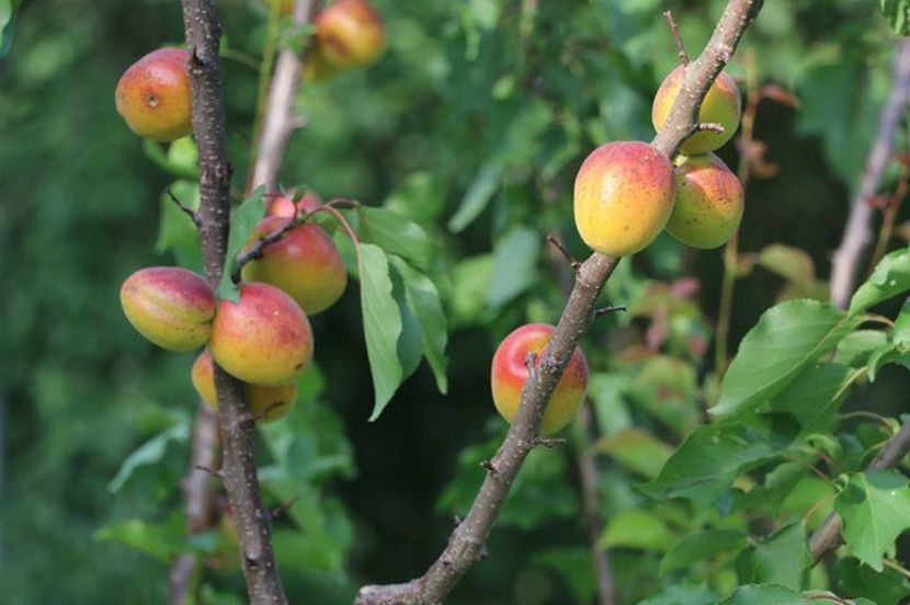 IMG-20190720-WA0100 - livada