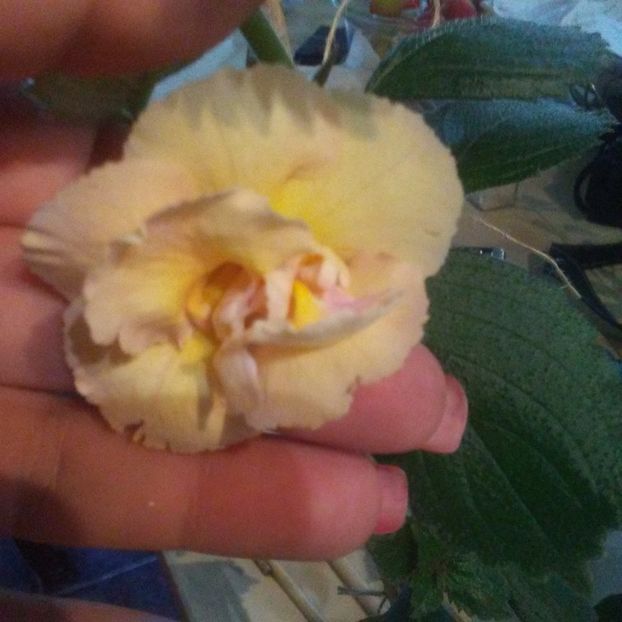 Yellow english rose- cu o floare uimitoare - -2019 a
