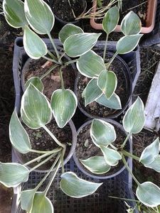 Hosta Francee - w Produse livrate