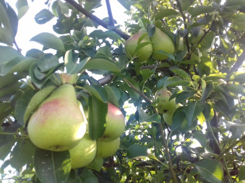 2019 se va coace mai tarziu - Păr de la dl Gigi