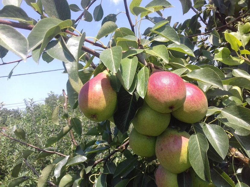  - Par timpuriu de la zlatcoflorici